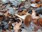 Korai porhanyósgomba (Psathyrella spadiceogrisea), Budai-hegység